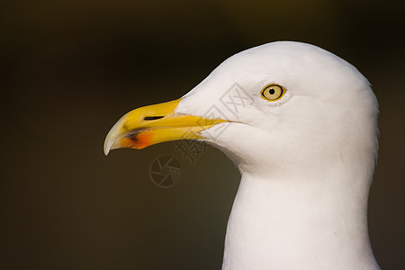 冬天海鸥的肖像图片