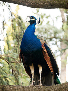 美丽的蓝孔雀荒野蓝色尾巴羽毛动物男性野生动物图片