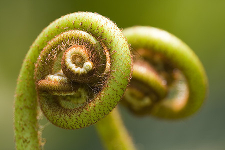 Ferns 农药叶状体雨林荒野生长植物树叶热带丛林叶子植被图片