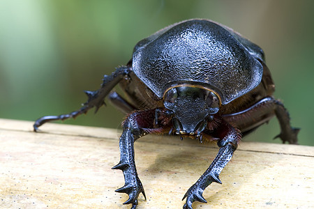 破碎甲虫臭虫动物群热带动物园林地宏观雨林森林飞行荒野图片