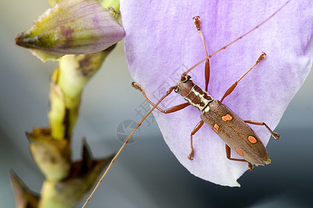 长角甲虫宏观热带森林丛林臭虫昆虫雨林飞行野生动物漏洞图片