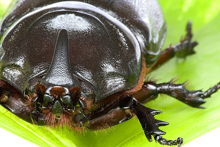 犀牛甲虫Oryctes 犀牛荒野臭虫宏观昆虫动物学热带林地小动物雨林生物图片