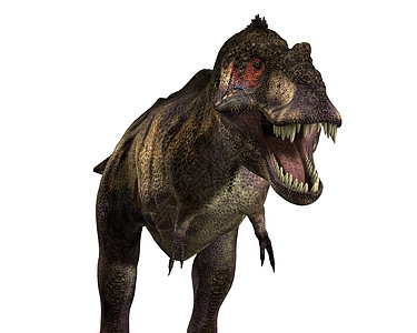 暴龙爬行动物动物时代爬虫危险掠夺性恐龙灭绝食肉猎人图片