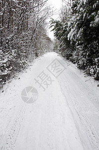 冬天冻结风景雪景公园树木途径小路季节曲目国家图片
