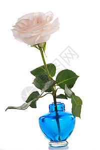 单粉色玫瑰 蓝色花瓶隔离图片