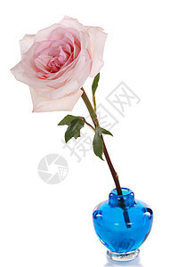 蓝色花瓶中的单粉色玫瑰植物花瓣图片
