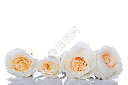 四朵白玫瑰图片
