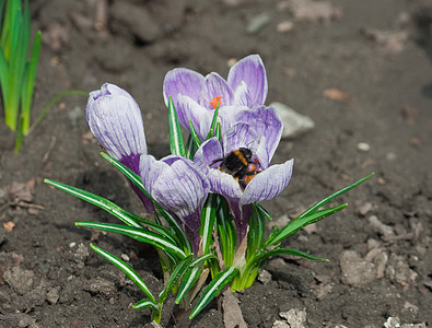 春花花园绿色雌蕊紫色季节性植物黄色季节植物学蜜蜂图片