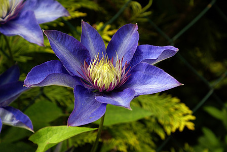 紫色克莱马蒂斯花花园花瓣白色图片