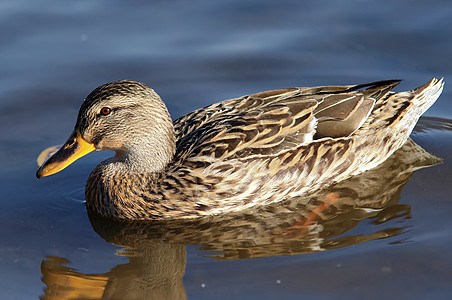 鸭子在水中翅膀眼睛翼子荒野动物图片