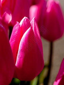 粉红色郁金香紫红色季节性金香宏观花朵背景图片