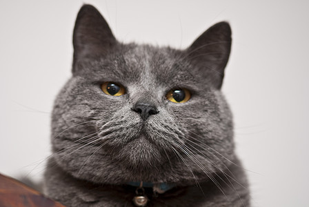 意大利 CatSac表达式小猫毛皮猫科动物鼻子荒野眼睛宏观胡须宠物头发图片