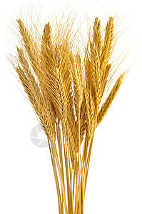 孤立小麦耳朵农场纤维农业主食白色植物食物干草粮食谷物图片
