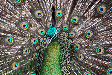 雄性绿孔雀 Peacock来自东南亚荒野金子羽毛鸡形濒危防御俘虏火车男性彩虹图片
