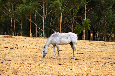 北阿德莱德帕岛斜坡的山地板上 在干草上放牧马匹图片