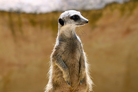 Meerkat(苏里特人)站立如哨兵树脂图片