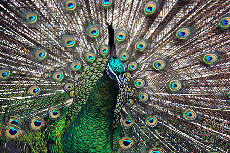 雄性绿孔雀 Peacock来自东南亚鸡形动物园濒危公鸡火车男性俘虏金子羽毛彩虹图片
