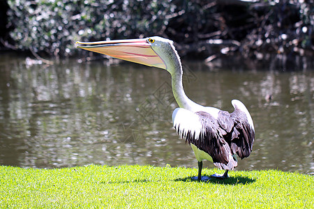沿河一带的澳大利亚佩利坎佩雷卡纳斯黑色白色翅膀芦苇锥虫拉伸野生动物银行羽毛动物图片
