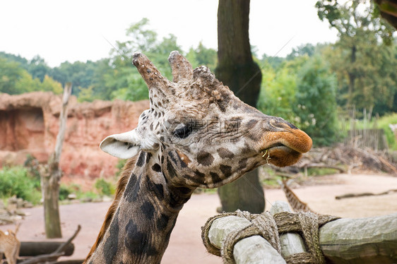 食动物园荒野动物脖子咀嚼野生动物篮子图片