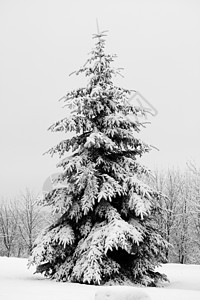 满是雪雪的fir树枞树水晶城市白色森林针叶气候风景寂寞暴风雪图片