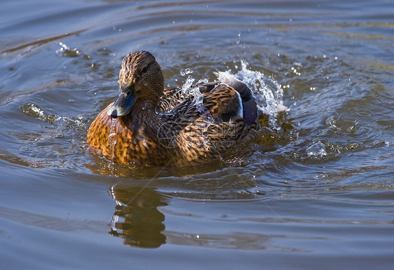 马拉德野生动物羽毛女性鸭子水分公园水滴池塘太阳飞溅图片
