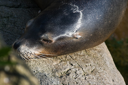 海狮流行歌曲潜水休息动物园动物飞溅岩石模拟蓝色野生动物图片
