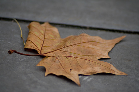 秋叶路面小路铺路树叶街道石头地面季节性灰色棕色图片