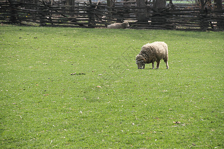 牧场羊草地场地农村羊肉哺乳动物绿色农场乡村牧场家畜图片