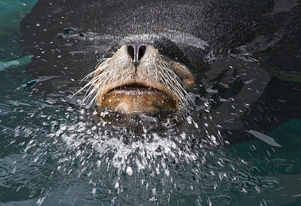 海狮牛头首喷水图片