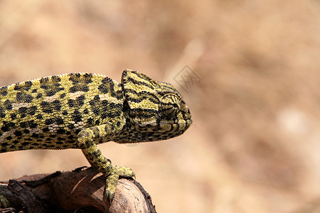 性质中常见变色素蜥蜴爬行者变色龙爬虫绿色爬行动物图片