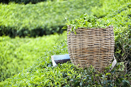 茶叶菜篮子种植园工作农村草药工具种植农场乡村草本财产图片