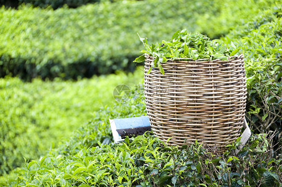 茶叶菜篮子种植园工作农村草药工具种植农场乡村草本财产图片