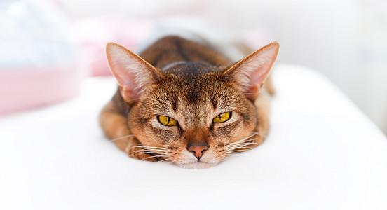 年轻的阿比西尼猫老虎猫科行动爪子家庭小路剪裁猫咪耳朵动物图片