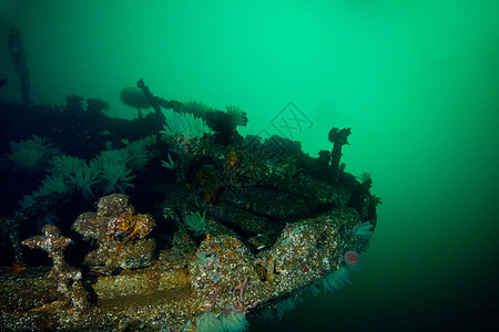 挪威潜水沉船破坏小牛图片