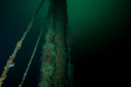 挪威潜水小牛沉船破坏图片