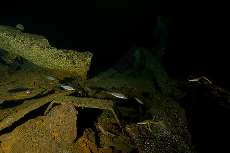 挪威潜水沉船小牛破坏图片