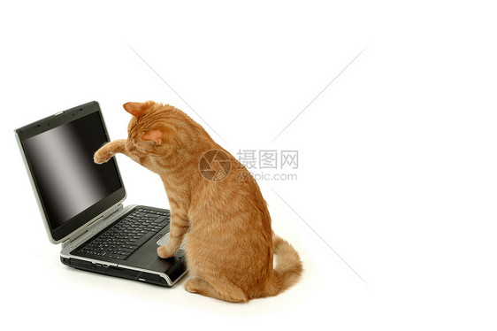 手提电脑和猫图片