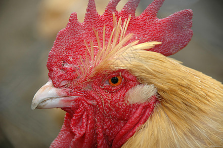 龙式红色羽毛黄色眼睛男性植物群食物鸟类花名册公鸡高清图片