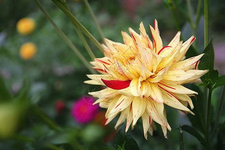 黄花红色植物花园绿色花瓣叶子区系黄色背景图片