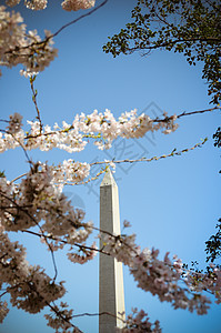 华盛顿古迹和樱桃花购物中心粉色纪念碑旅行天空国家旅游图片