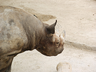 犀牛喇叭动物动物园荒野哺乳动物恐龙野生动物图片