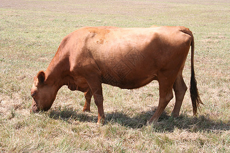 奶牛耳朵牛扒家畜尾巴动物母牛奶制品国家草地牛肉图片