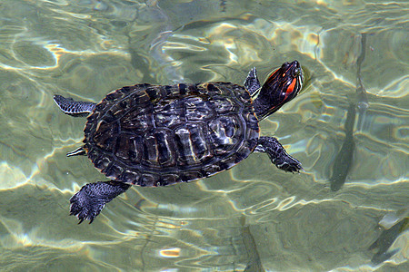 游泳龟两栖绿色动物园爬虫宠物荒野野生动物动物池塘图片