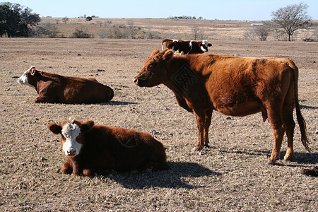 奶牛尾巴耳朵牛扒小牛牛肉牧场眼睛场地国家家畜图片