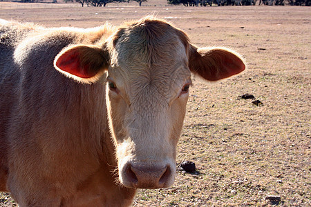 奶牛耳朵眼睛家畜农田牧羊人农村球衣场地小牛奶制品图片