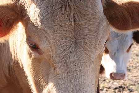 牛眼尾巴场地牧羊人奶制品农村小牛家畜牛扒国家动物图片