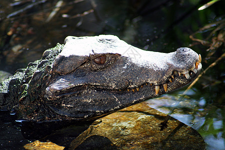 鳄鱼食肉荒野动物园沼泽地动物野生动物牙齿池塘皮肤鼻子图片