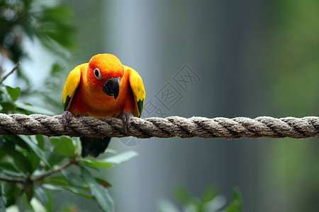 Parrot 鹦鹉红色蓝色濒危雨林生活黄色热带动物园账单情调图片
