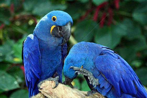 Macaw 硬体鹦鹉蓝色丛林生活俘虏宠物热带情调账单荒野图片