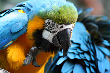 Macaw 硬体动物野生动物丛林荒野红色鹦鹉动物园账单情调濒危图片